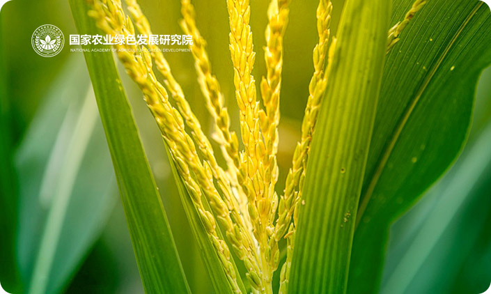 國家農業綠色發展研究院